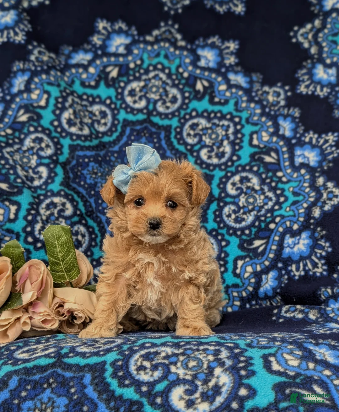 Maltipoo dogs for sale: Skyler 6 lbs Full Grown - Ad 1