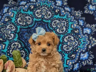 Maltipoo dogs for sale: Skyler 6 lbs Full Grown - Ad 4