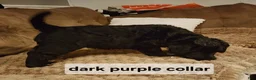 Labradoodle dogs for sale: Labradoodle dark purple collar - Ad 14