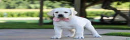Labrador Retriever dogs for sale: Kathy - Ad 5