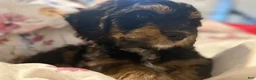 Mixed Breed dogs for sale: Rascal - Ad 10
