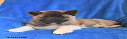 Akita dogs for sale: Penny - Ad 1