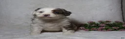 Mini Bernedoodle dogs for sale: Marshmallow  - Ad 2