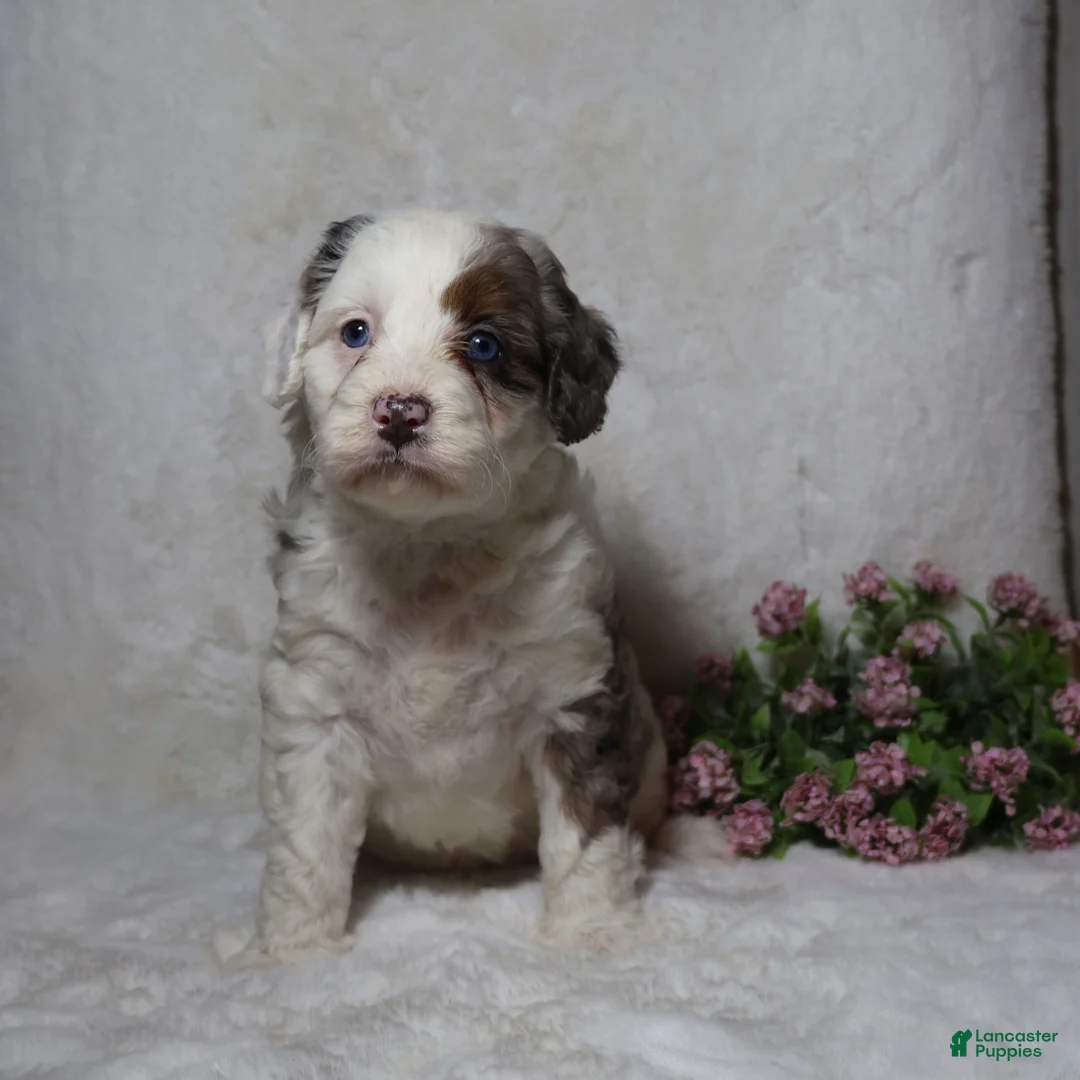 Mini Bernedoodle dogs for sale: Marshmallow  - Ad 2