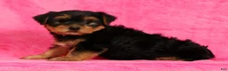 Yorkshire Terrier dogs for sale: Amber - Ad 2