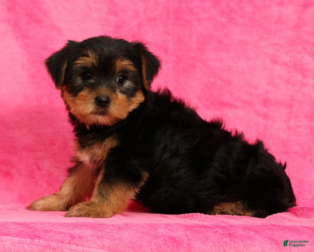 Yorkshire Terrier dogs for sale: Amber - Ad 2