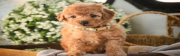 Miniature Poodle dogs for sale: Hunter - Ad 3