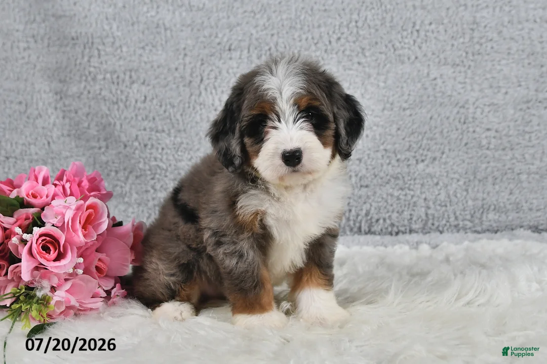 Mini Bernedoodle dogs for sale: Kiana - Ad 2