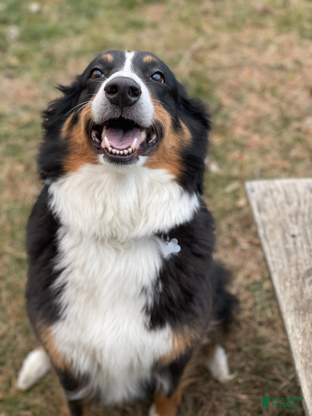 Mixed Breed dogs for sale: Cookie - Ad 7