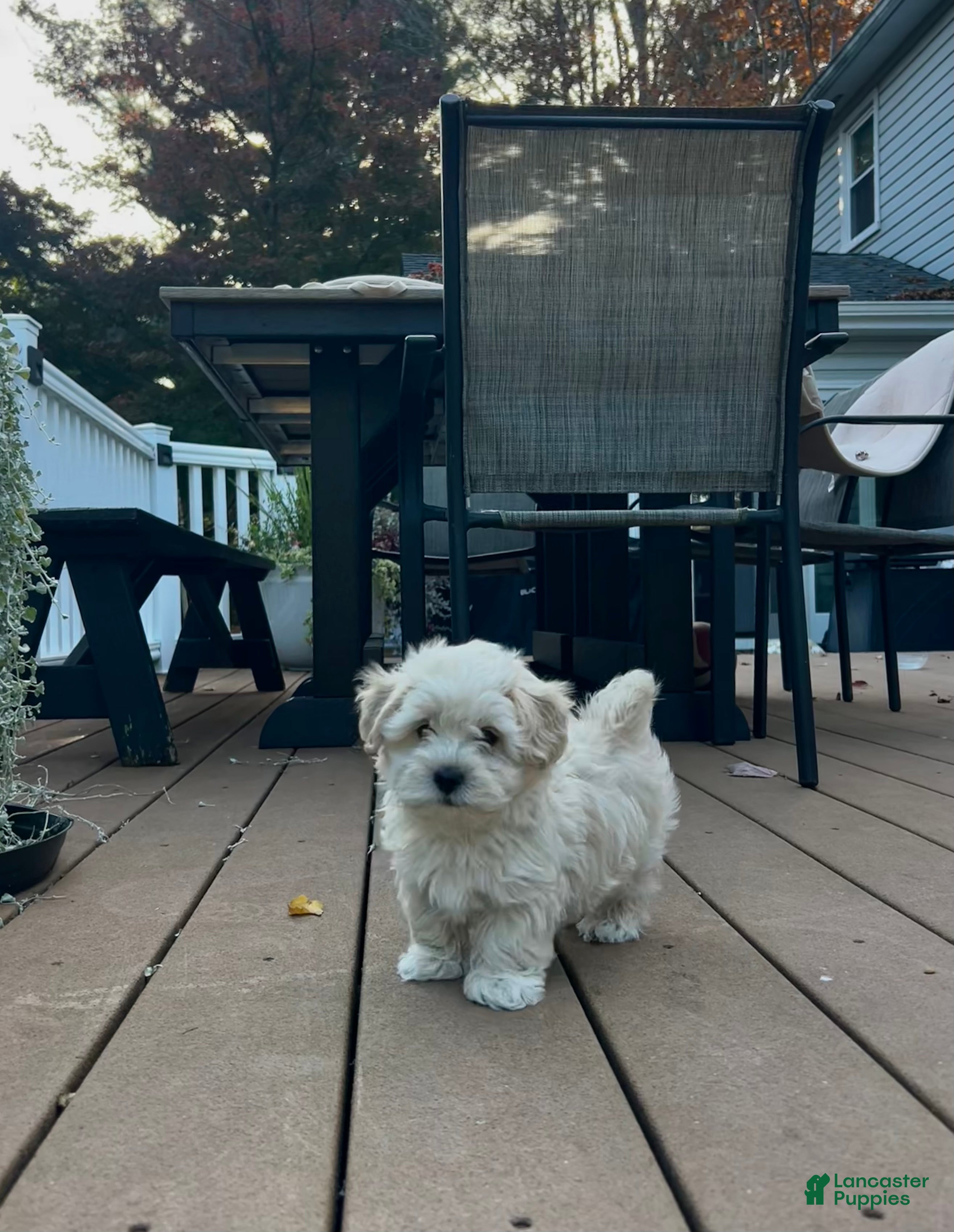 Maltipoo dogs for sale: Tucker  - Ad 1