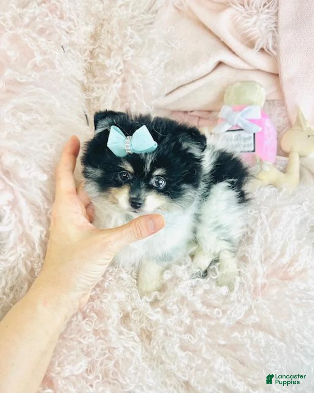 Pomeranian dogs for sale: Pomeranian Puppy 1 - Ad 2