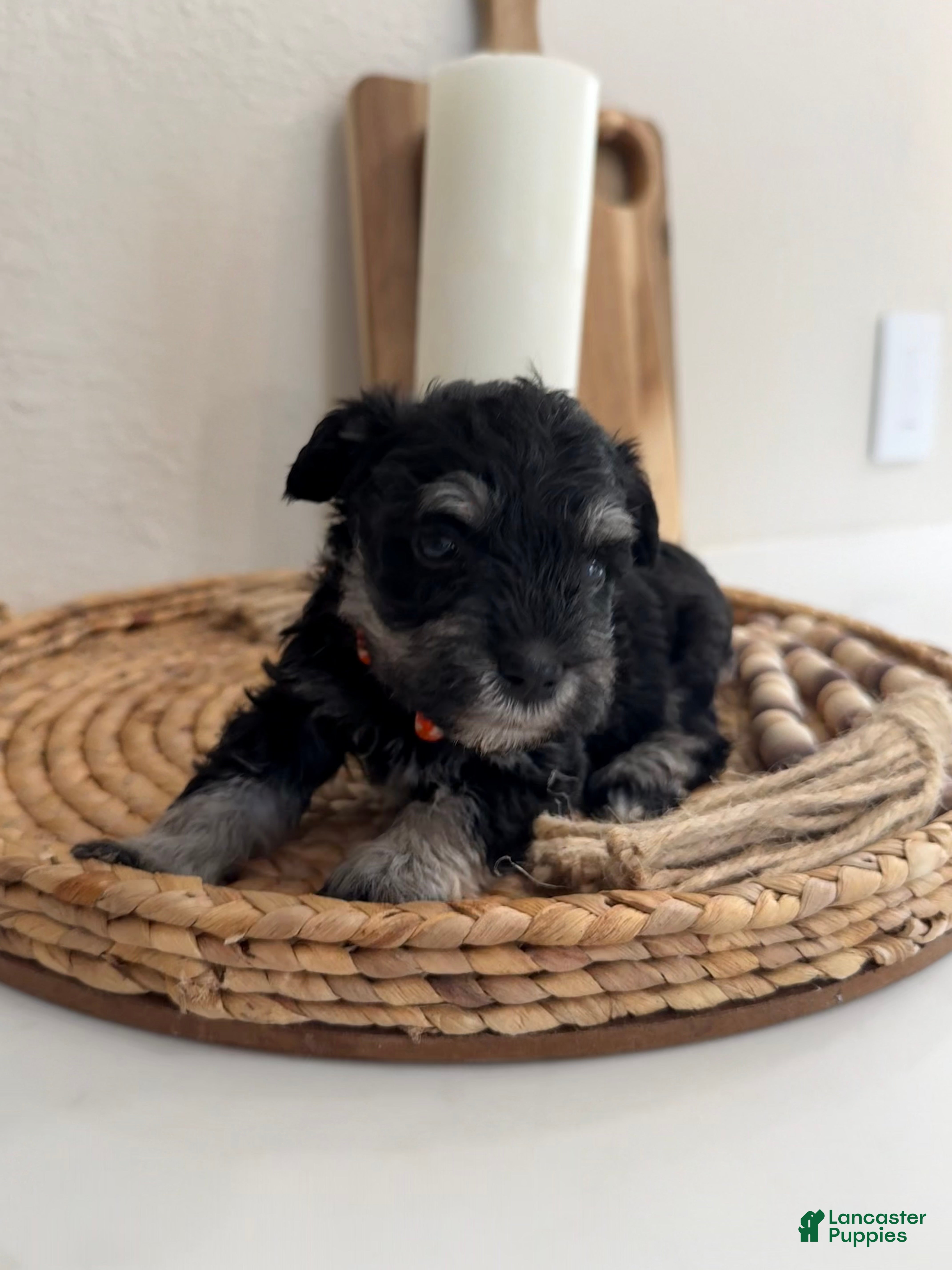 Miniature Schnauzer dogs Peach - Ad 36