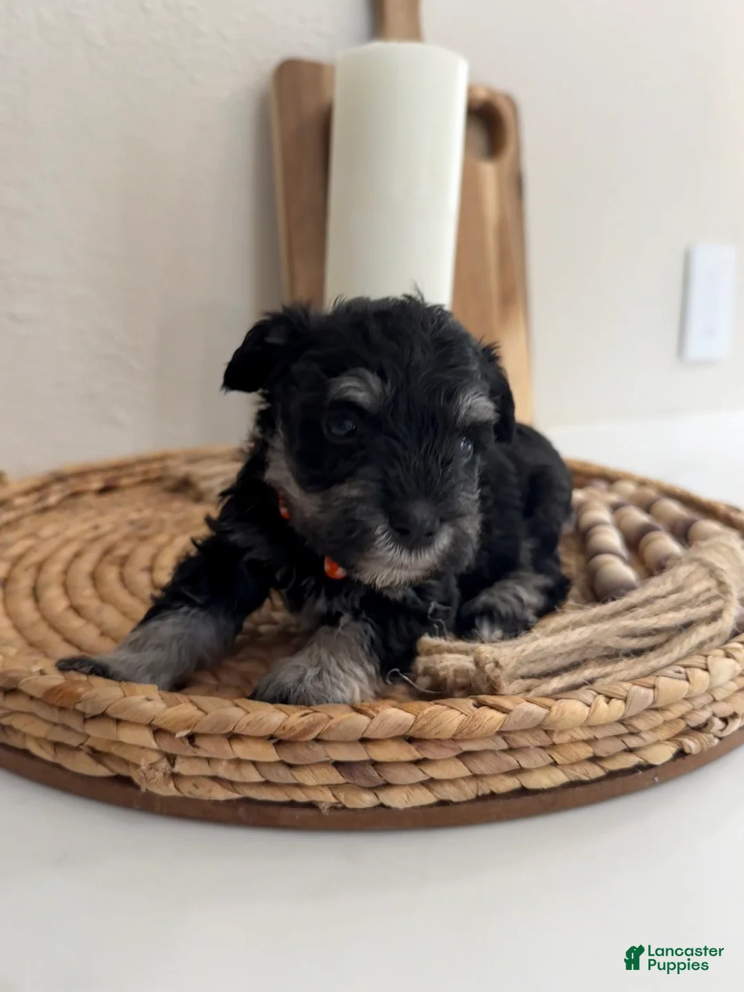 Miniature Schnauzer dogs for sale: Peach - Ad 1
