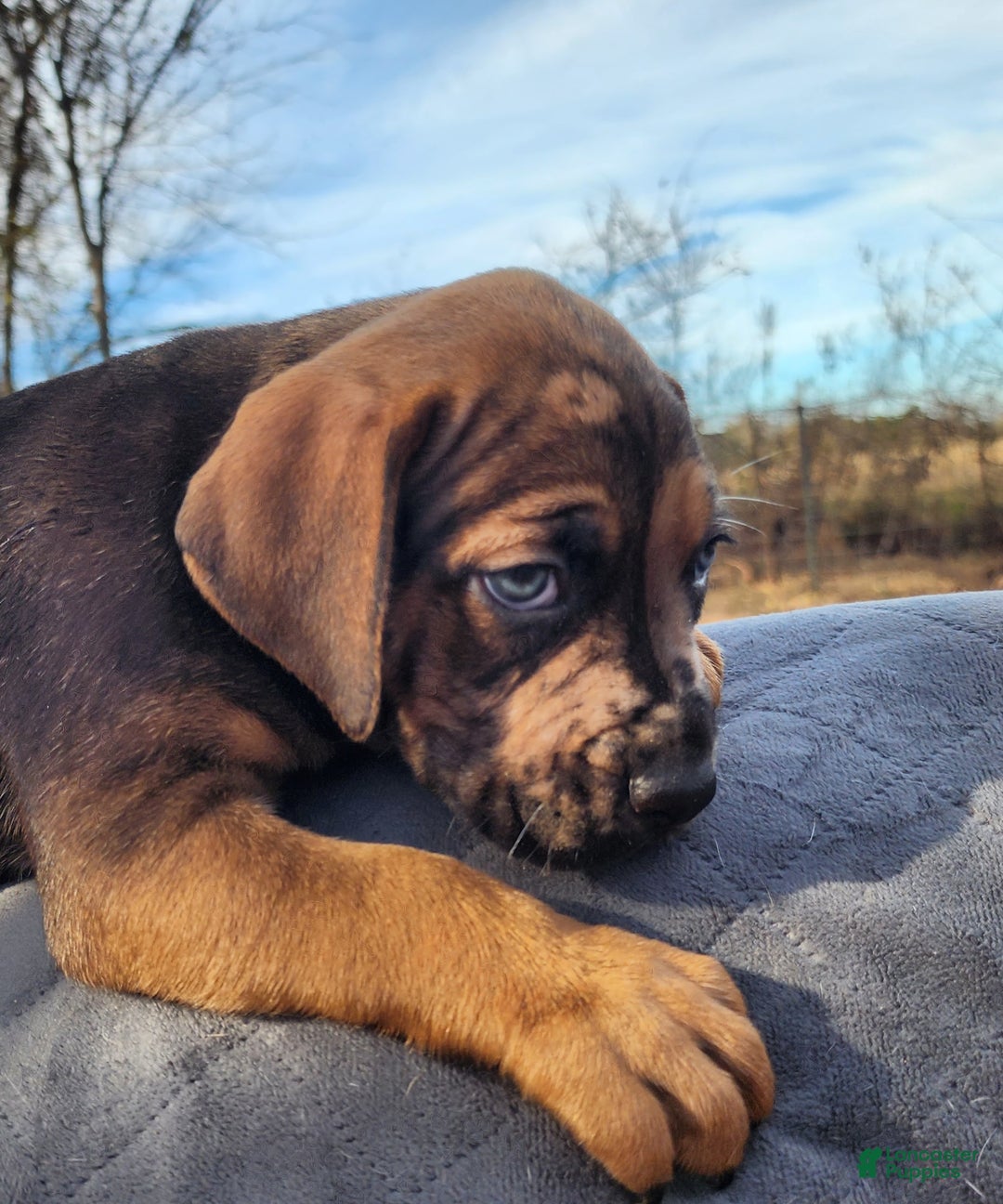 Catahoula Leopard Dog dogs for sale: Tala 2025 Male 2 - Ad 23