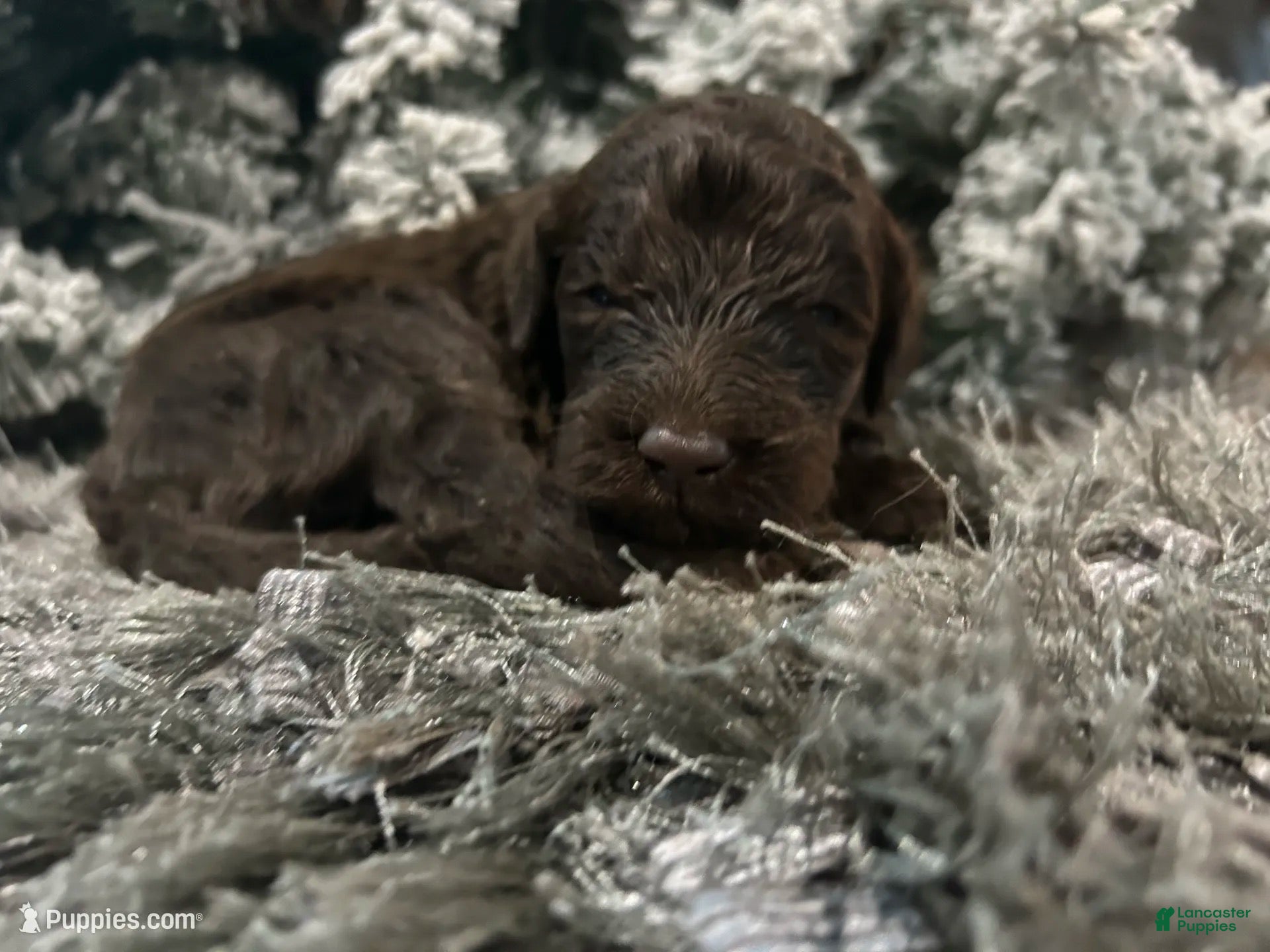 Goldendoodle dogs for sale: Max - Ad 17
