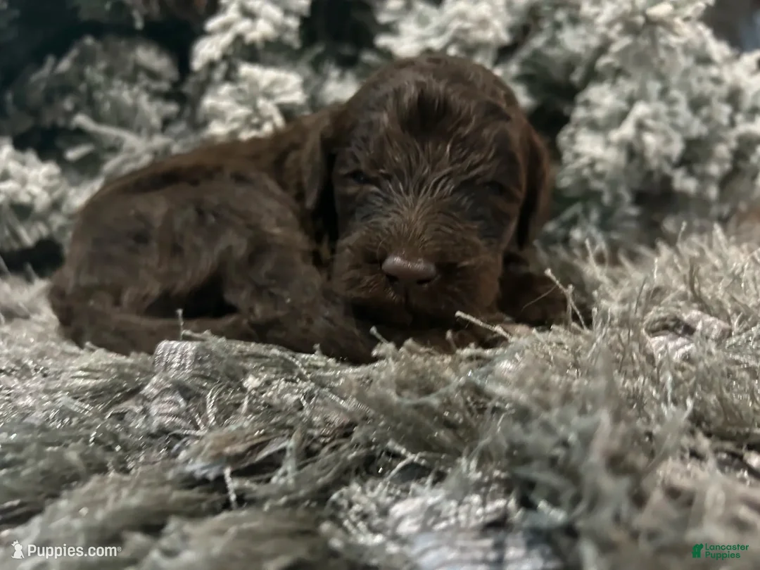 Goldendoodle dogs for sale: Max - Ad 1