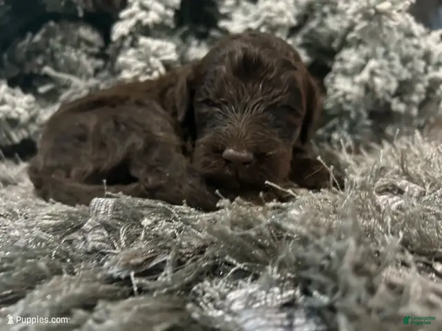 Goldendoodle dogs for sale: Max - Ad 17
