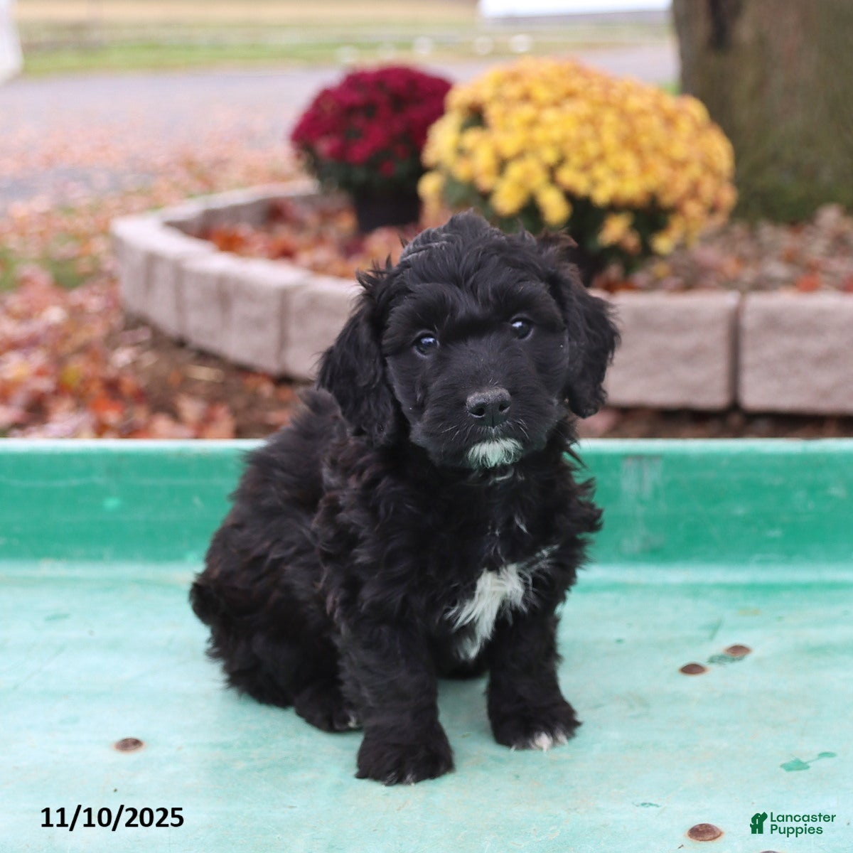 Doxiepoo dogs Leander - Ad 1