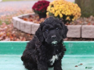 Doxiepoo dogs - Ad 3