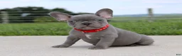 French Bulldog dogs for sale: Braxton - Ad 4