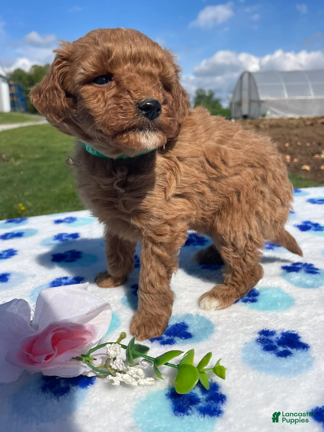 Miniature Poodle dogs for sale: Simon - Ad 2