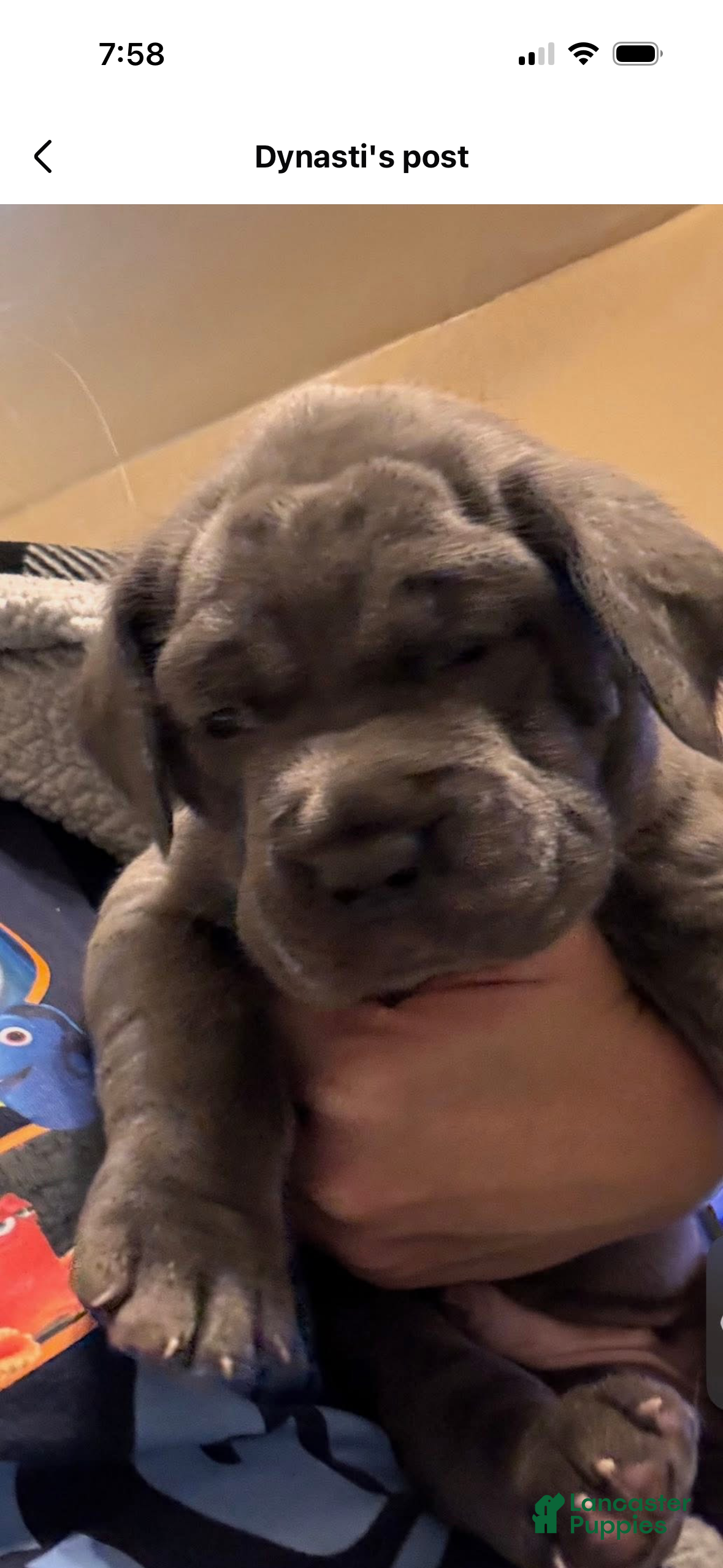 Cane Corso dogs for sale: Cane Corso Puppy 1 - Ad 4