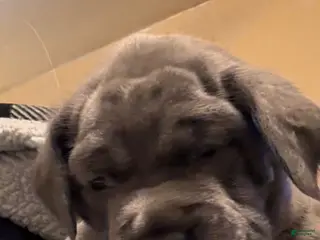 Cane Corso dogs Cane Corso Puppy 1 - Ad 27