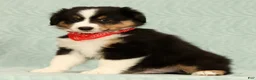 Miniature Australian Shepherd dogs for sale: Carter - Ad 5