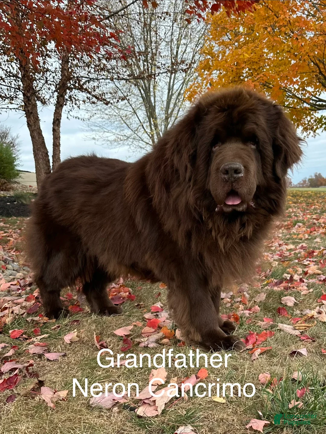 Newfoundland dogs for sale: AKC,OFA,CH, “ Lillie”  - Ad 13