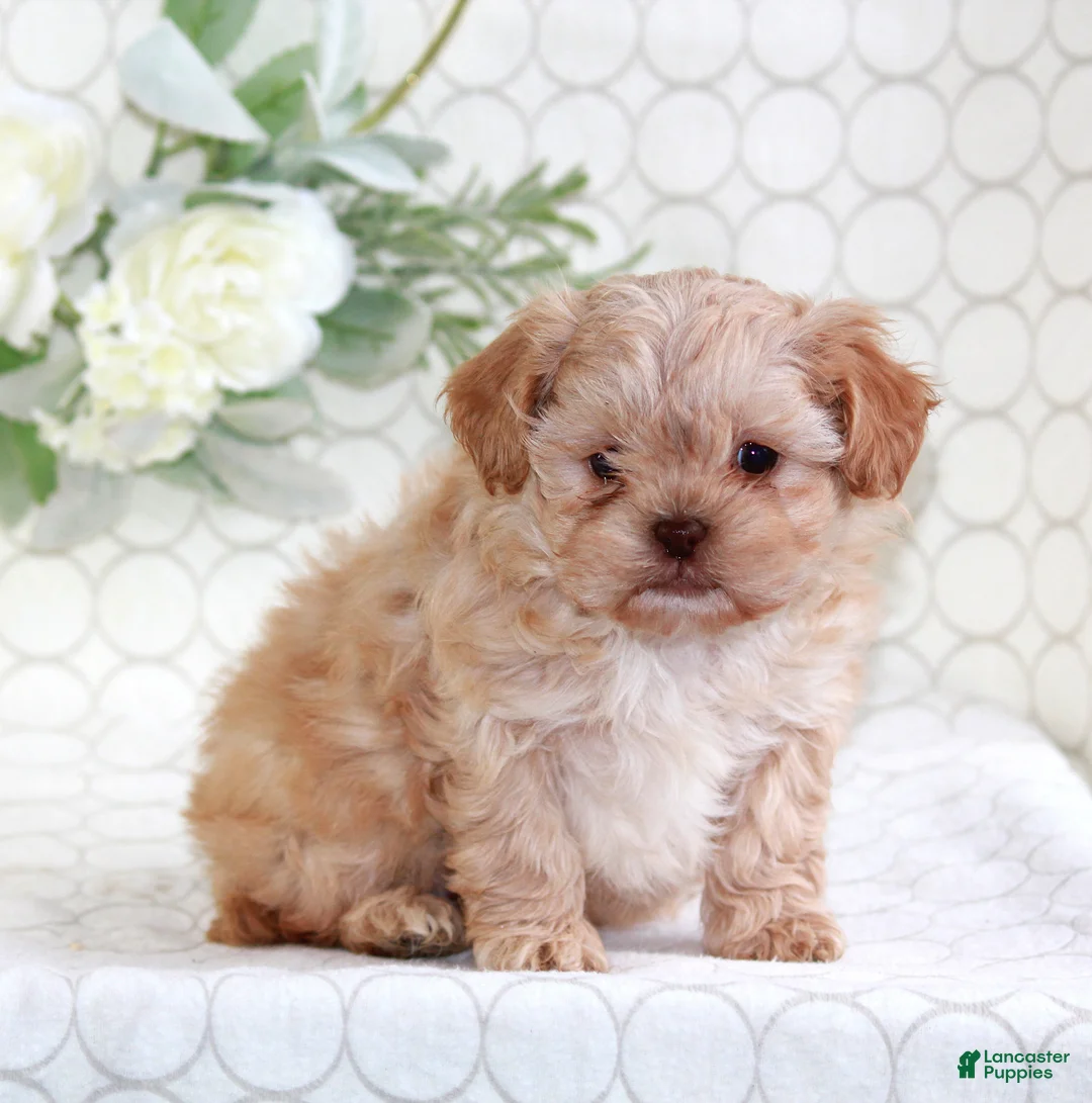 Shihpoo dogs for sale: Ava - Ad 1