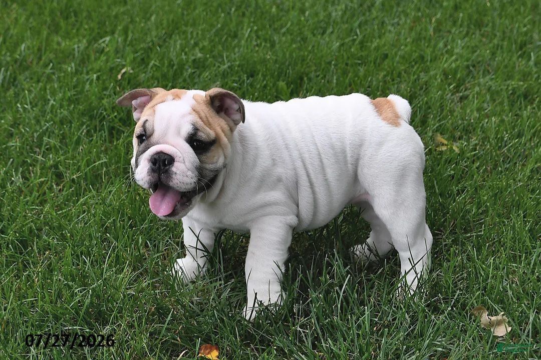 English Bulldog dogs for sale: Amber - Ad 5