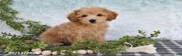 Bichpoo dogs for sale: Harper - Ad 2