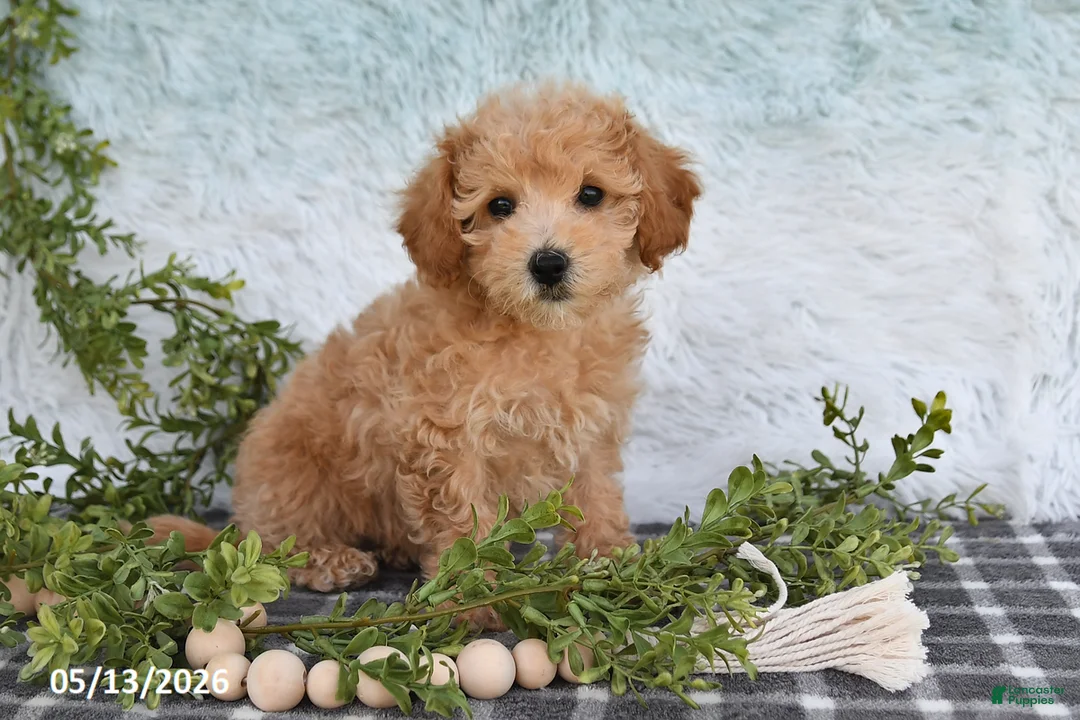 Bichpoo dogs for sale: Harper - Ad 2