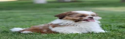 Shih Tzu dogs for sale: Rusty Shih Tzu  - Ad 3