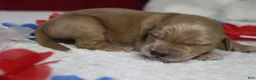 Golden Retriever dogs for sale: Brioche  - Ad 8