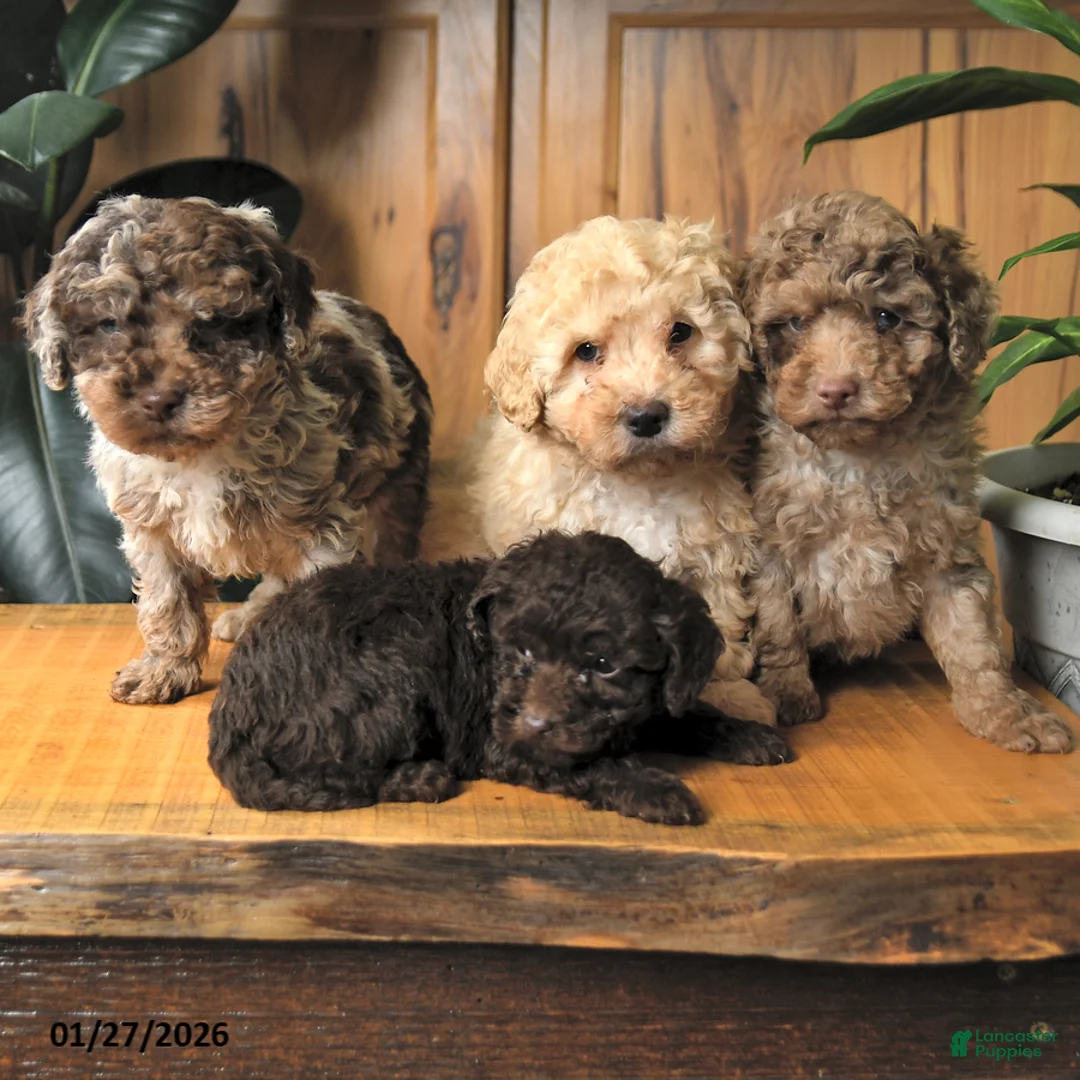 Miniature Poodle dogs for sale: Bella   - Ad 5