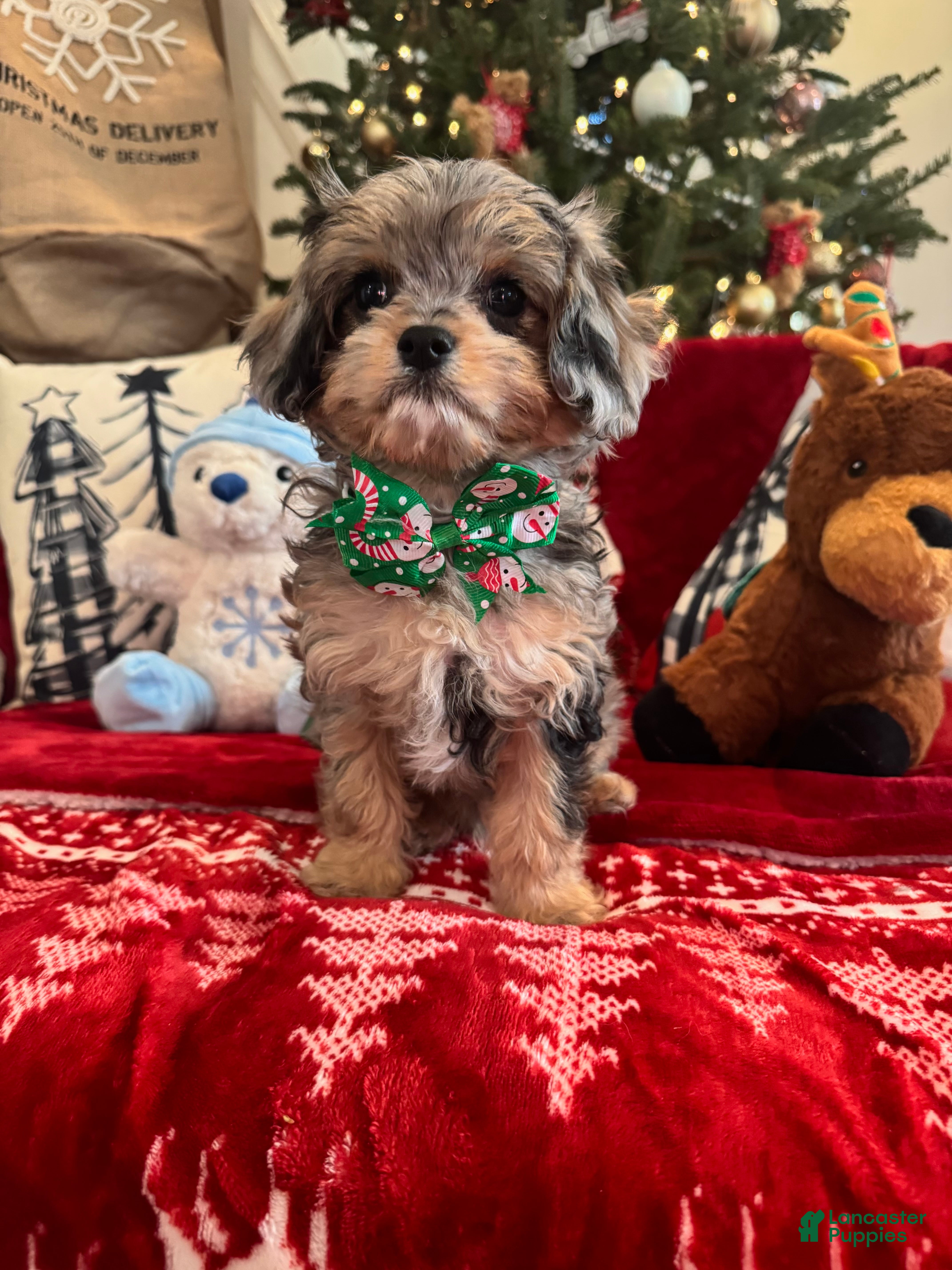 Cavapoo dogs Austin  - Ad 11