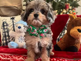 Cavapoo dogs Austin - Ad 37