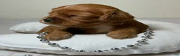 Cavapoo dogs for sale: Spencer Cavapoo  - Ad 6