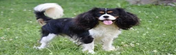 Cavalier King Charles Spaniel dogs for sale: Cinnamon - Ad 5