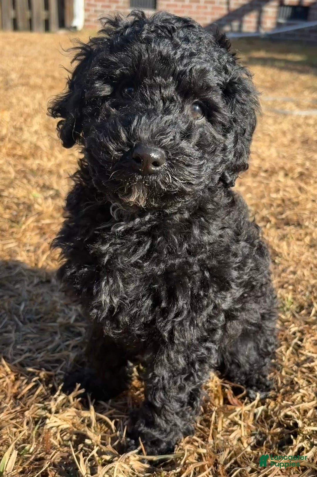 Miniature Poodle dogs for sale: Miniature Poodle Puppy 2 - Ad 2
