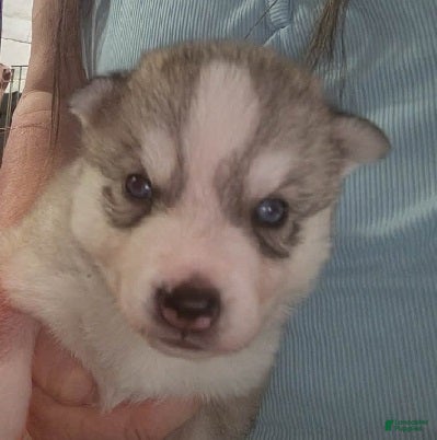 Siberian Husky dogs Nathan - Ad 1