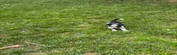 Mixed Breed dogs for sale: Puppy  8 - Ad 2