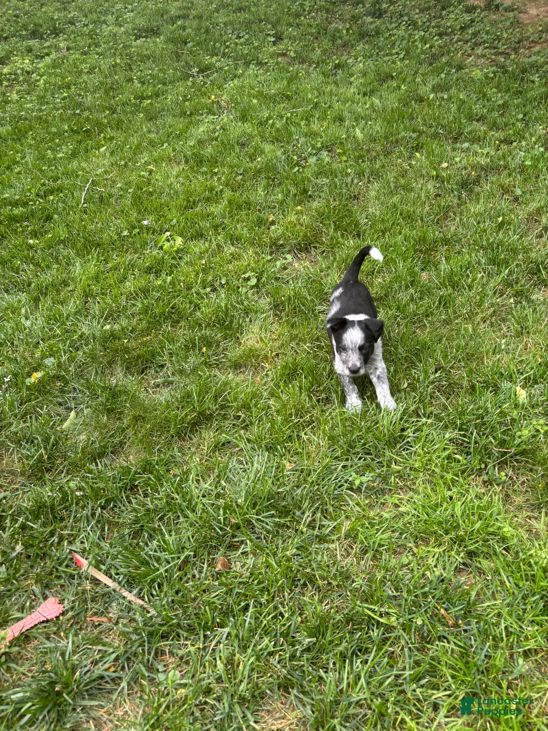 Mixed Breed dogs for sale: Puppy  8 - Ad 2