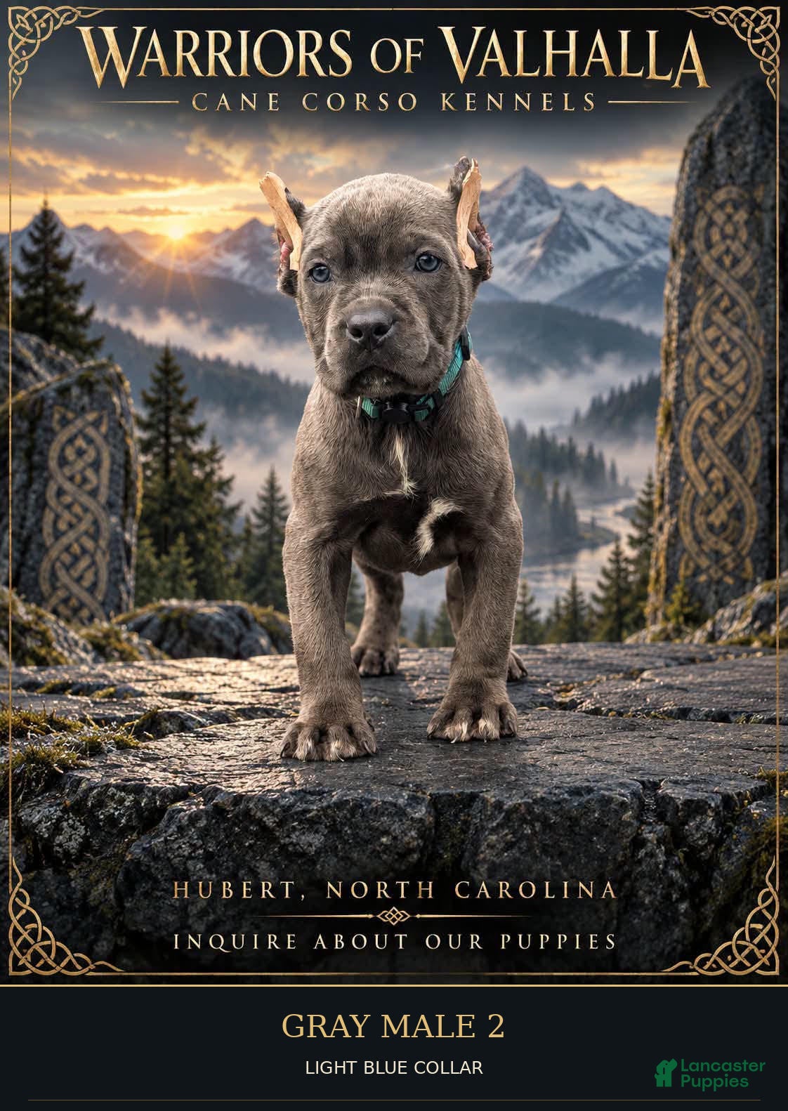 Cane Corso dogs Gray Cane Corso Male 2 - Ad 1