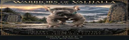 Cane Corso dogs for sale: Gray Cane Corso Male 2 - Ad 1