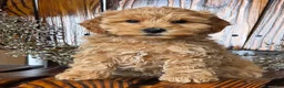 Cockapoo dogs for sale: Honey - Ad 5