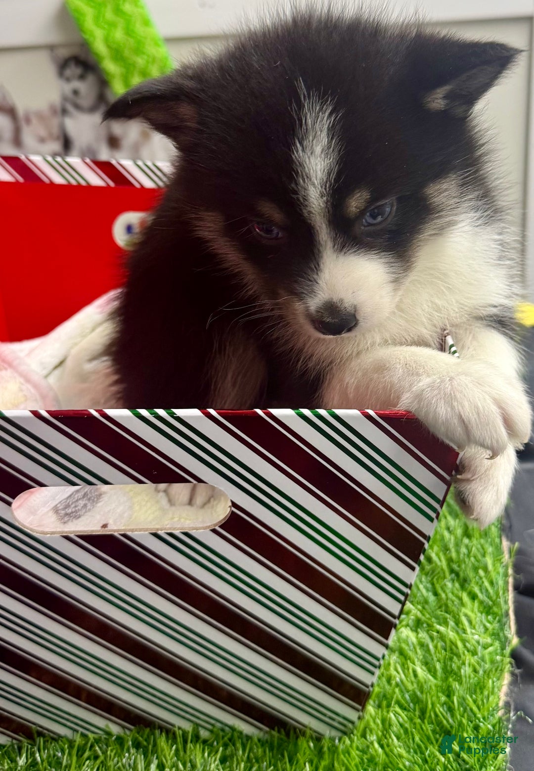 Mixed Breed dogs for sale: Nick - Ad 4