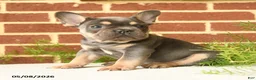 French Bulldog dogs for sale: Kaiser - Ad 1