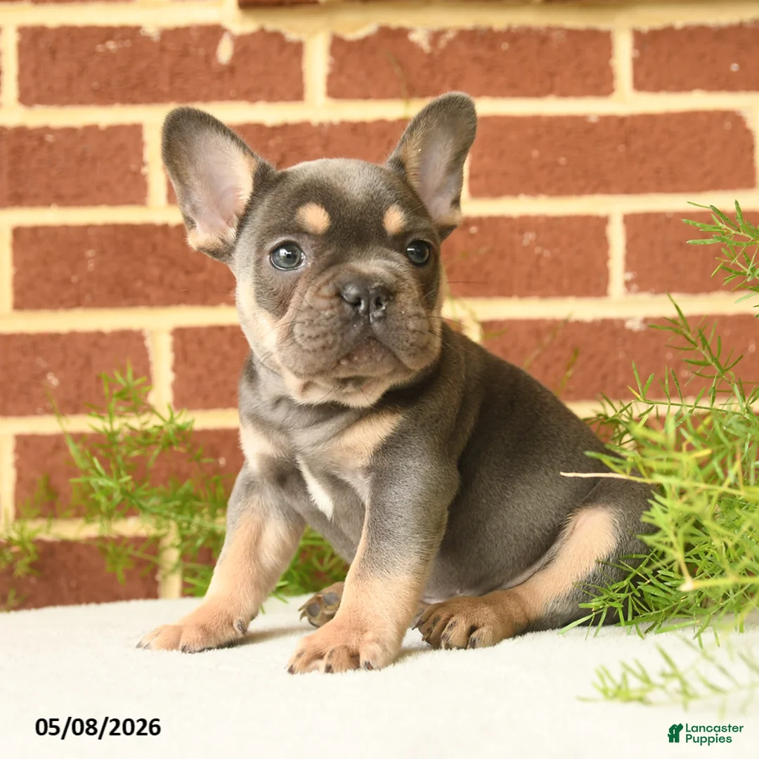 French Bulldog dogs for sale: Kaiser - Ad 1